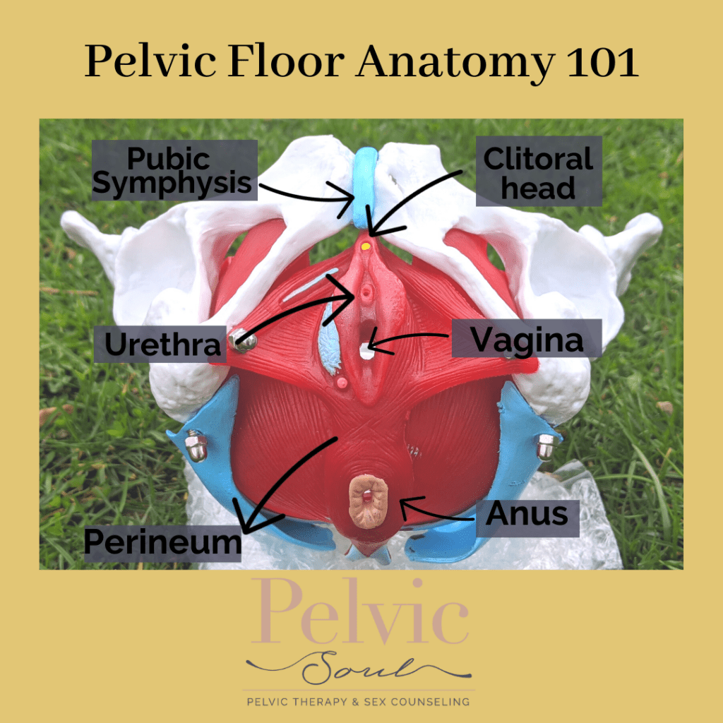 pelvic floor in tampa